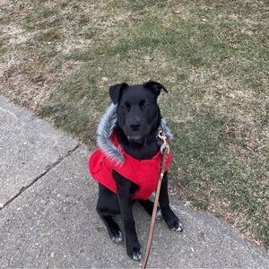 Canada Pooch Everest Explorer Jacket